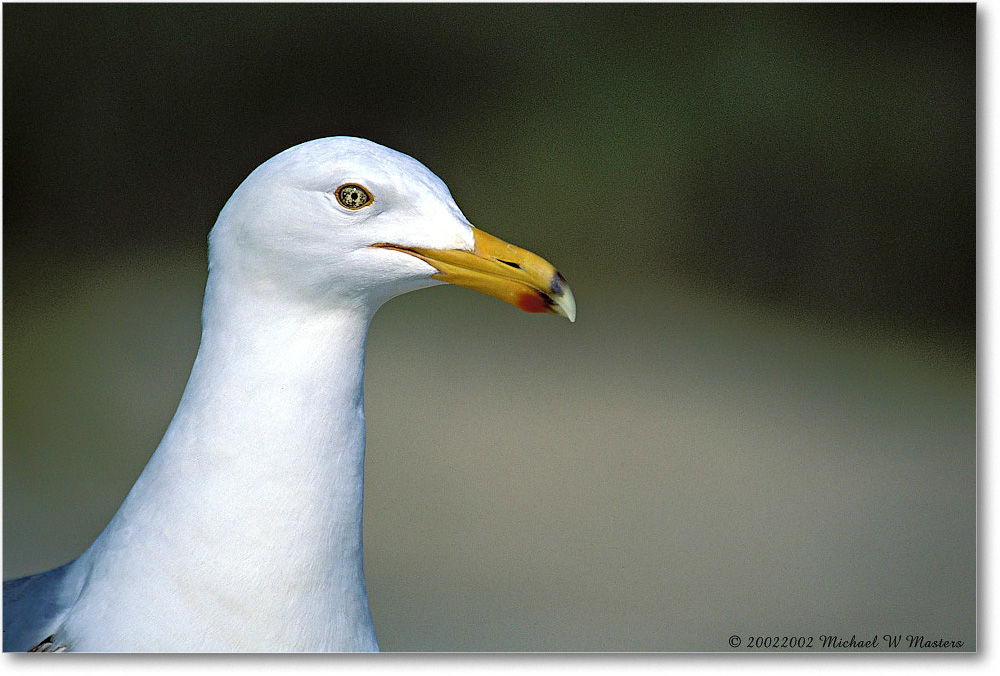 Gull 001-33H 0206 3-400Z-V1 MI-5.6-1000-m.3 copy