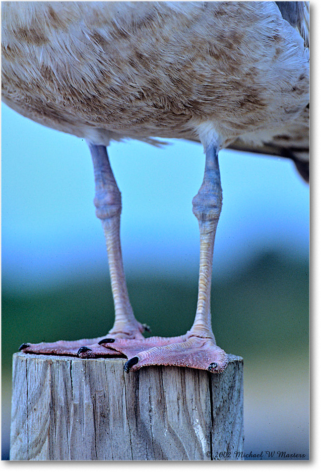 HerringGullFeet_Assateague_2002Jun_F05 copy