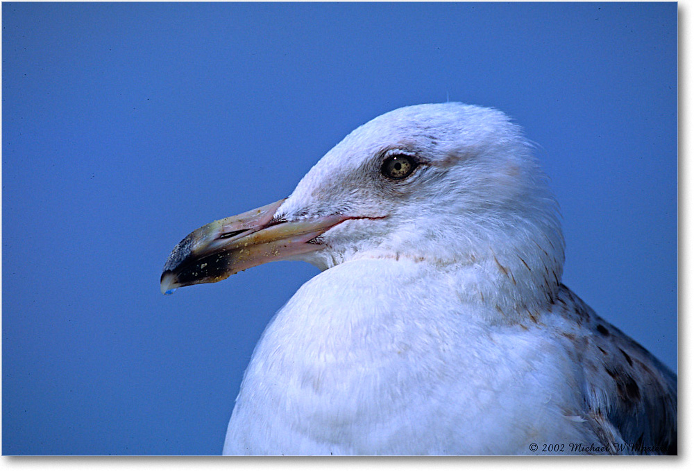 HerringGullJuv_Assateague_2002Jun_F03 copy