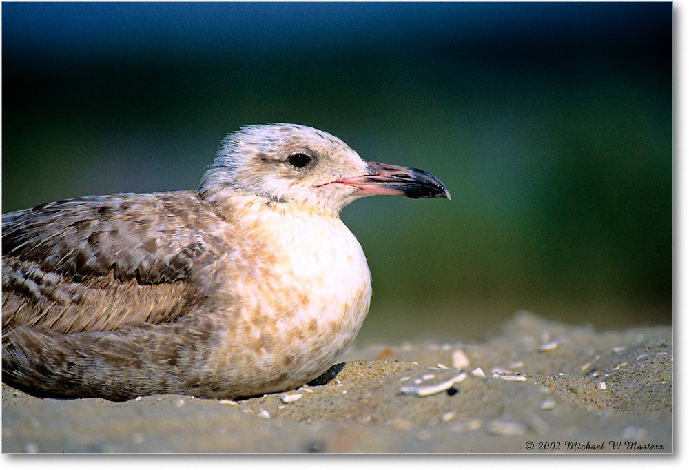 HerringGullJuv_Assateague_2002Jun_F10 copy