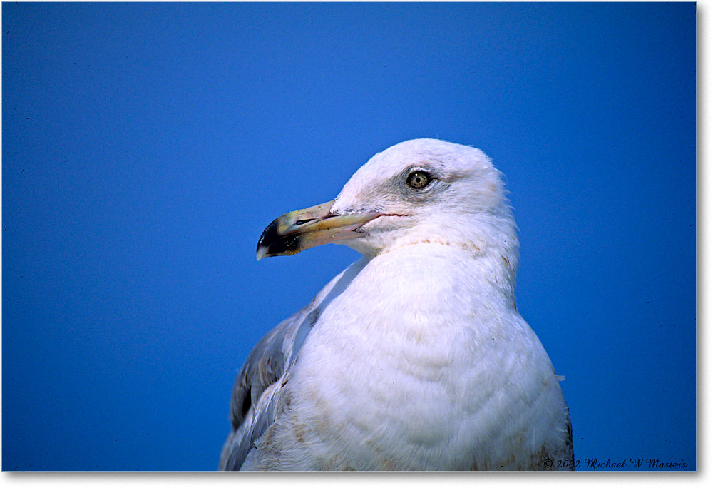 HerringGullJuv_Assateague_2002Jun_F26 copy