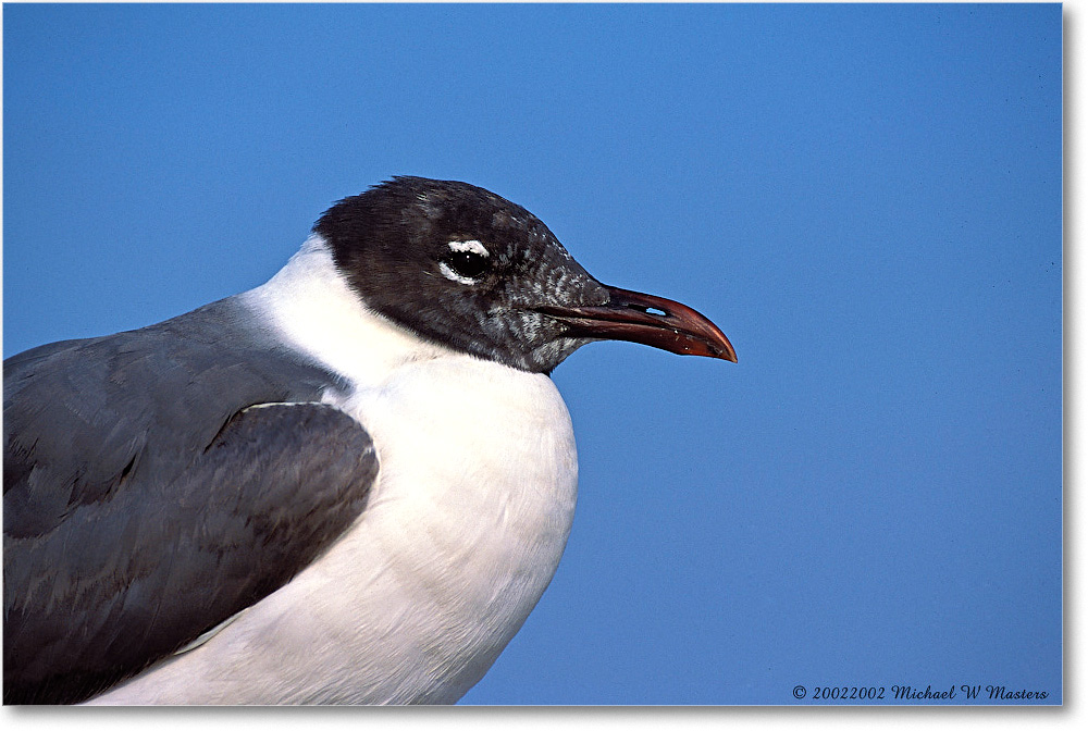 Laughing Gull 001-04H 0206 3-400Z-V1 MI-5.6-800 copy