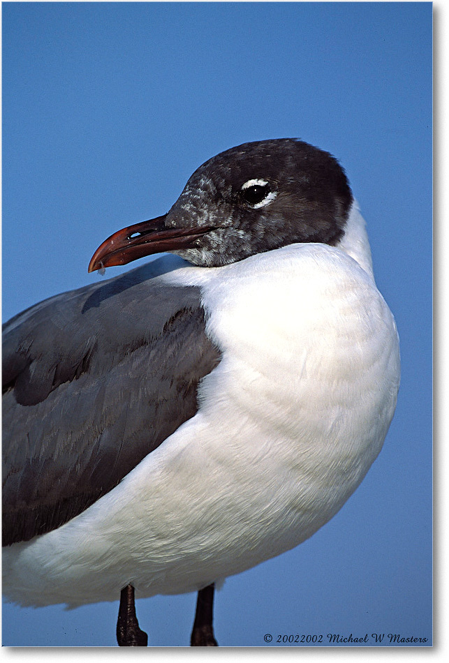 Laughing Gull 002-21V 0206 3-400Z-V1 MI-5.6-800 copy