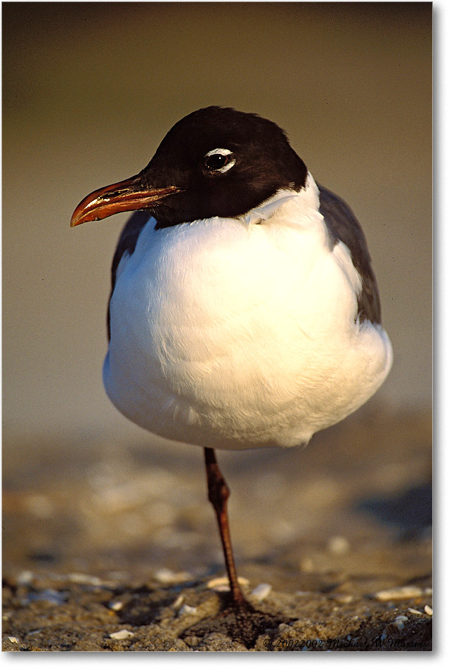 Laughing Gull 003-24V 0206 3-400Z-P2 MI-5.6-xxx copy