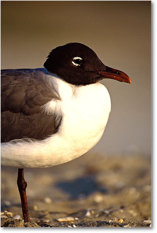 Laughing Gull 008-35V 0206 3-400Z-P2 MI-5.6 copy