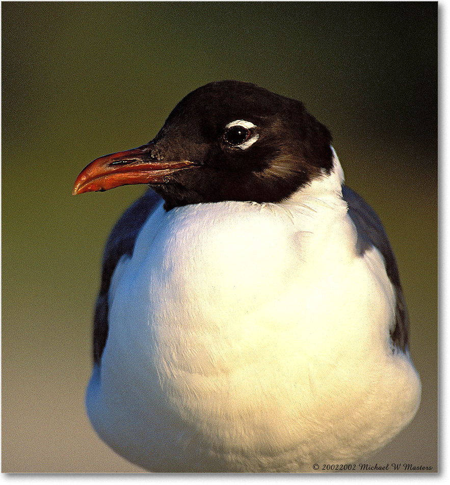Laughing Gull 009-12Hv 0206 3-400Z-V1 MI-5.6 copy