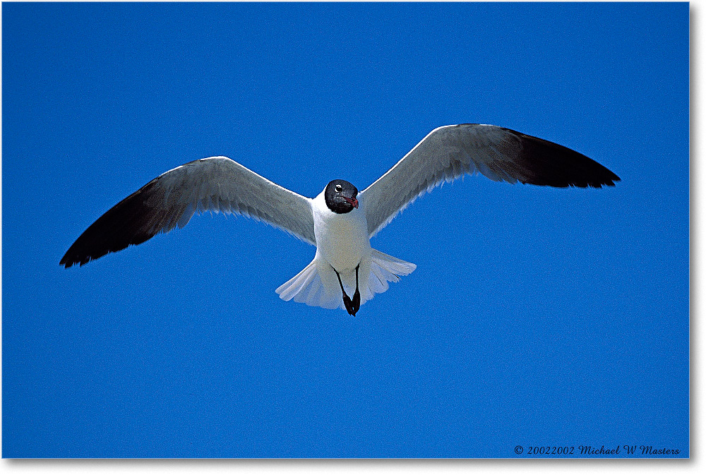 LaughingGullFlight 003-25H 0206 3-400Z-V1 MI-5.6-800