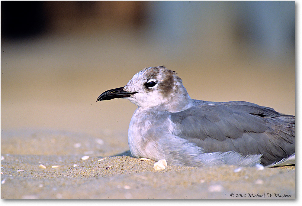 LaughingGullJuv_Assateague_2002Jun_F10 copy