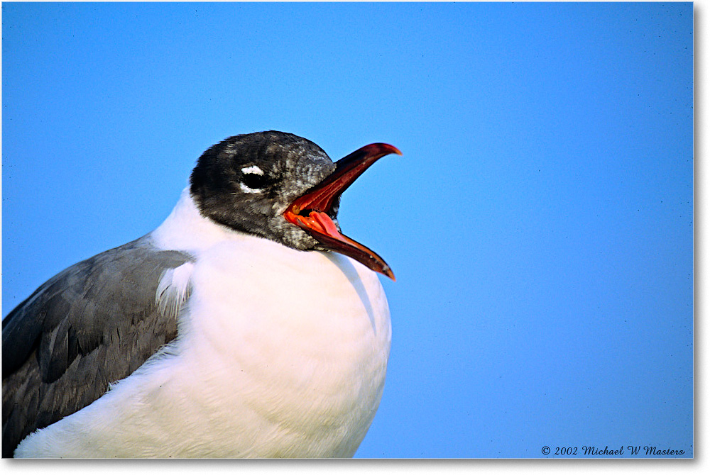 LaughingGullJuv_Assateague_2002Jun_F19 copy