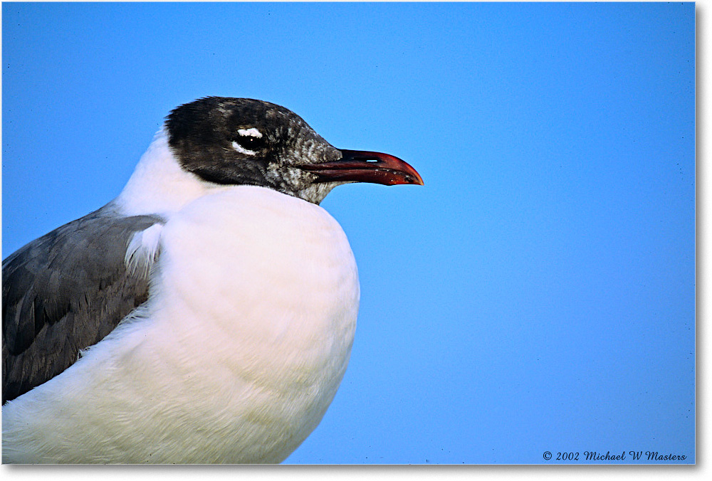 LaughingGullJuv_Assateague_2002Jun_F23 copy