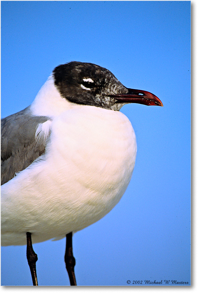 LaughingGullJuv_Assateague_2002Jun_F35 copy
