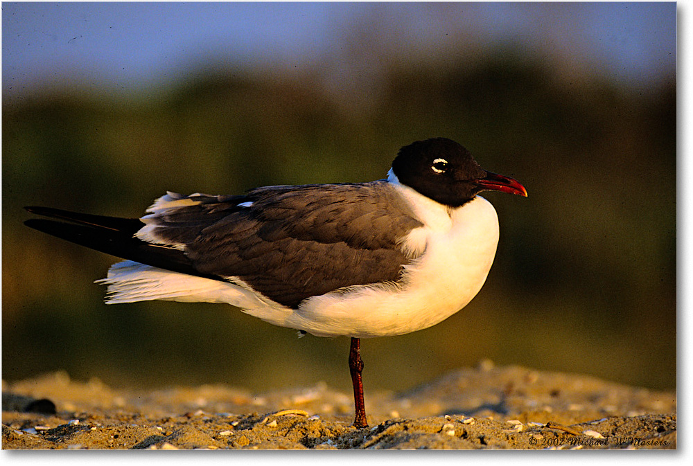 LaughingGull_Assateague-r_2002Jun_F01 copy