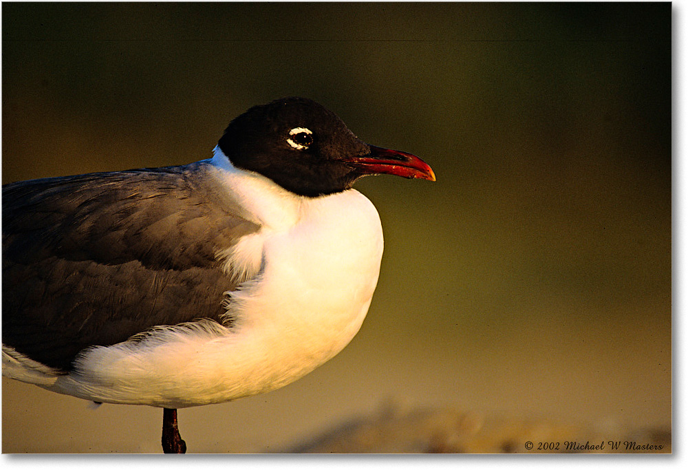 LaughingGull_Assateague-r_2002Jun_F05 copy