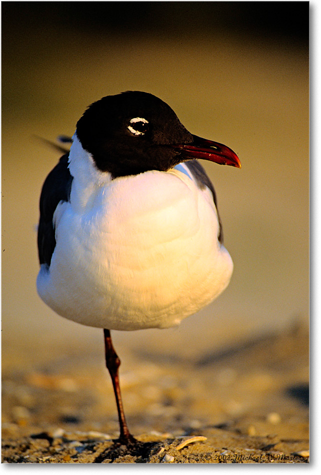 LaughingGull_Assateague-r_2002Jun_F20 copy