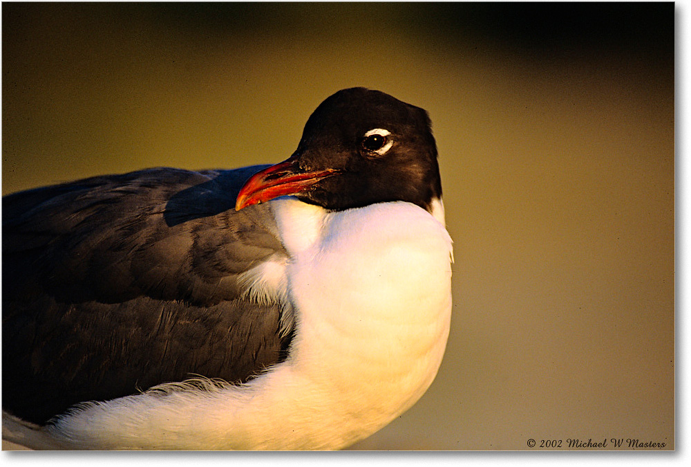 LaughingGull_Assateague-r_2002Jun_F29 copy