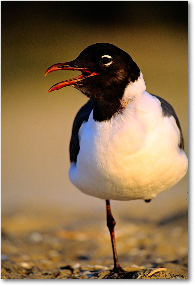 LaughingGull_Assateague-r_2002Jun_F31 copy