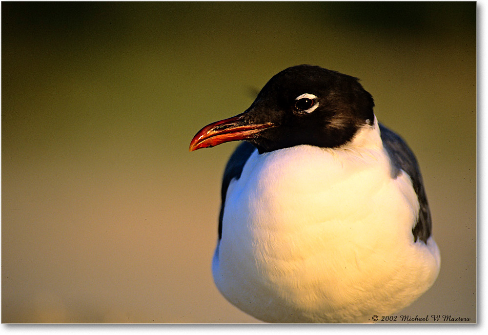 LaughingGull_Assateague-r_2002Jun_F34b copy
