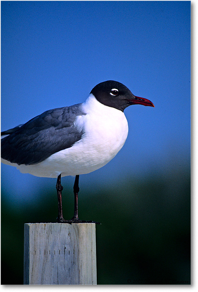 LaughingGull_Assateague_2002Jun_F02 copy