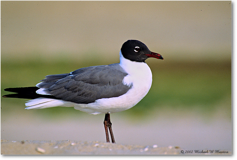 LaughingGull_Assateague_2002Jun_F02b copy