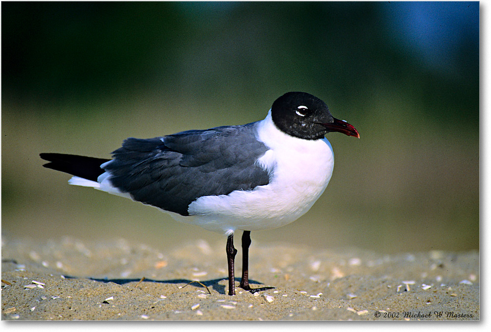 LaughingGull_Assateague_2002Jun_F06 copy