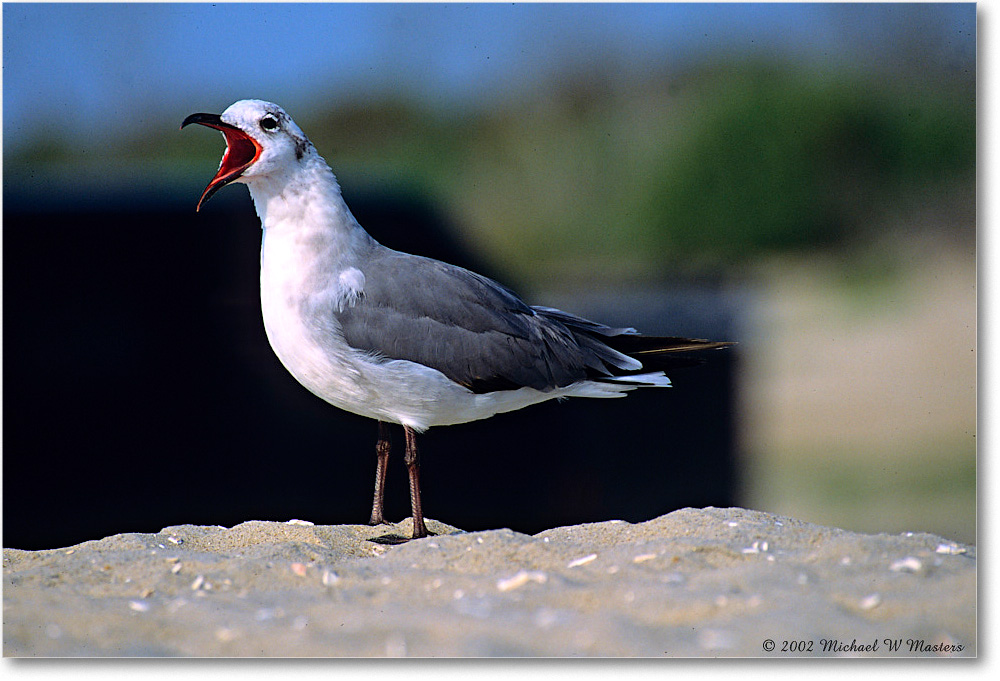LaughingGull_Assateague_2002Jun_F12 copy