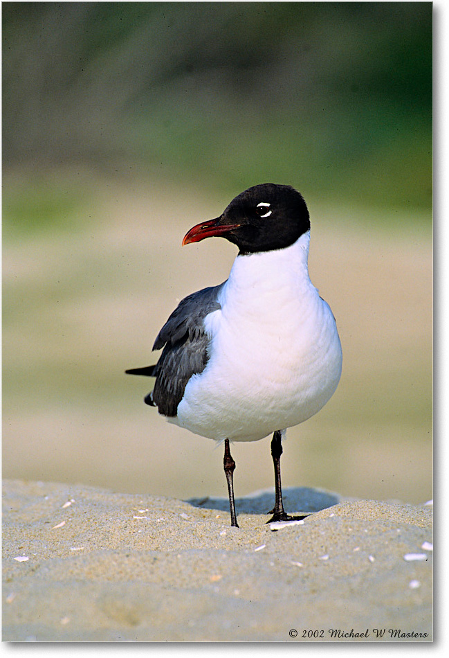 LaughingGull_Assateague_2002Jun_F19 copy