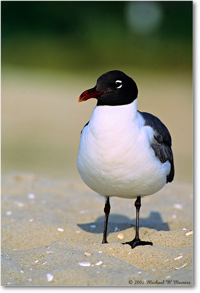 LaughingGull_Assateague_2002Jun_F23 copy