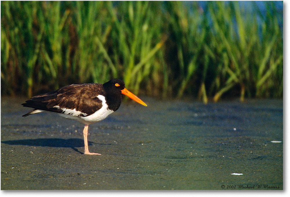 Oystercatcher_ChincoNWR_2002Jun_F12 copy