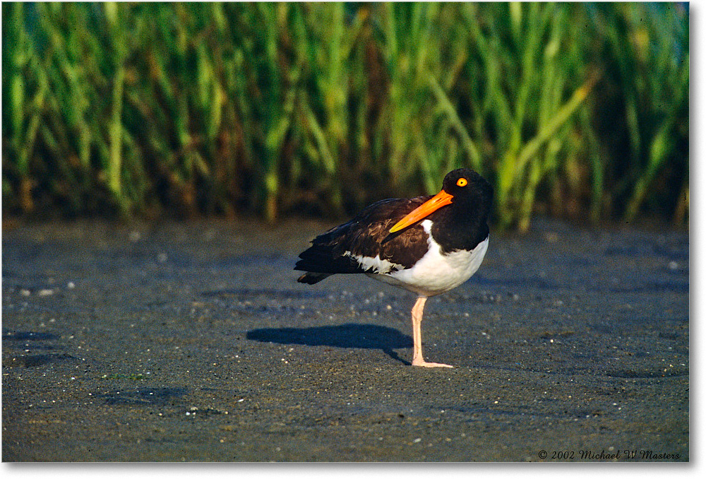 Oystercatcher_ChincoNWR_2002Jun_F15 copy