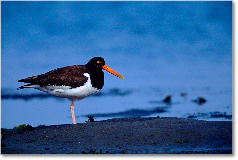 Oystercatcher_ChincoNWR_2002Jun_F26 copy