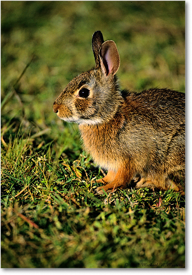 Rabbit_ChincoNWR_2002Jun_K12 copy