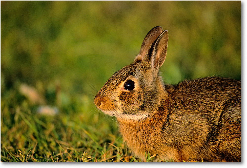 Rabbit_ChincoNWR_2002Jun_K16 copy