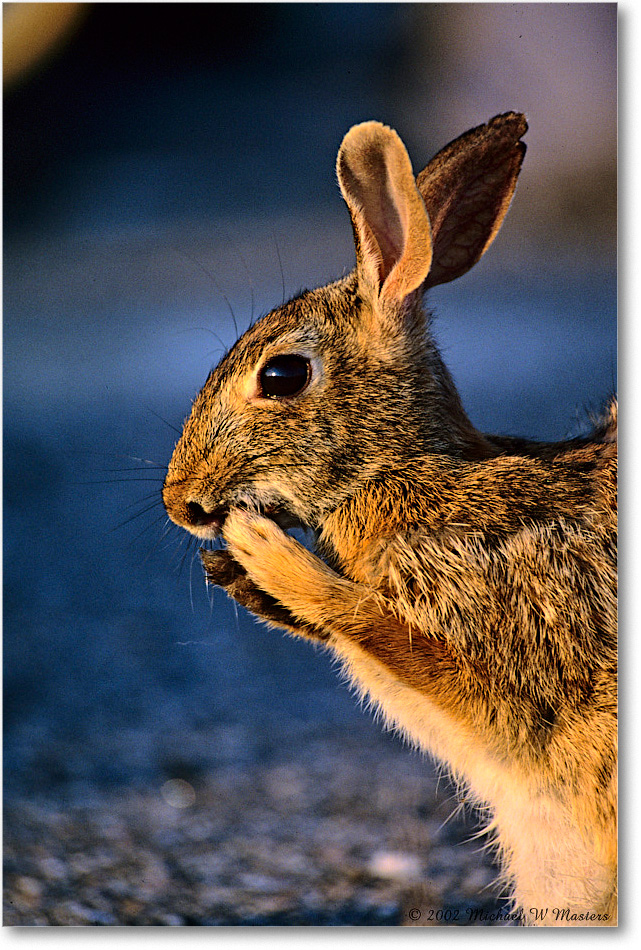 Rabbit_ChincoNWR_2002Jun_K27 copy
