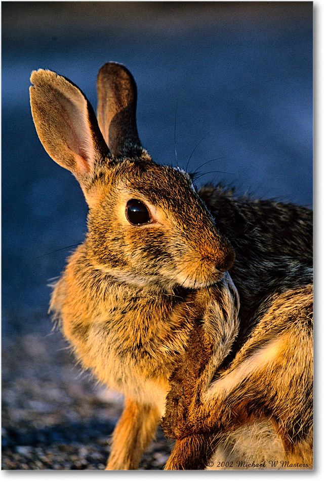 Rabbit_ChincoNWR_2002Jun_K30 copy