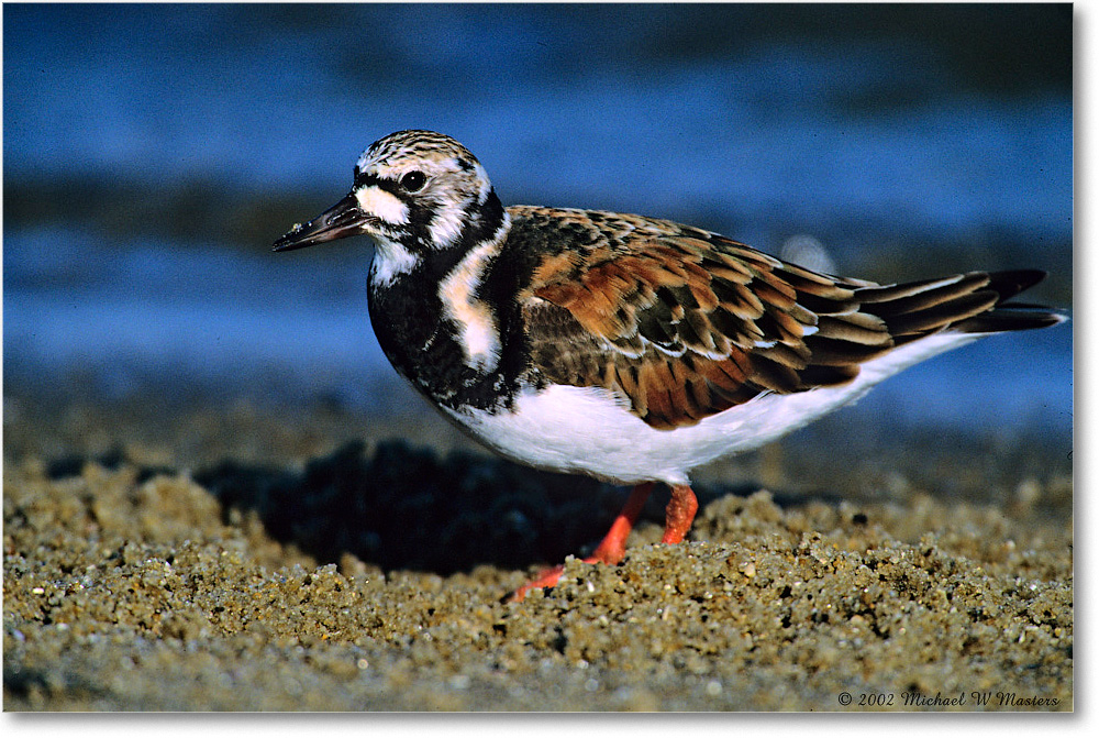 RuddyTurnstone_Assateague_2002June_F04 copy