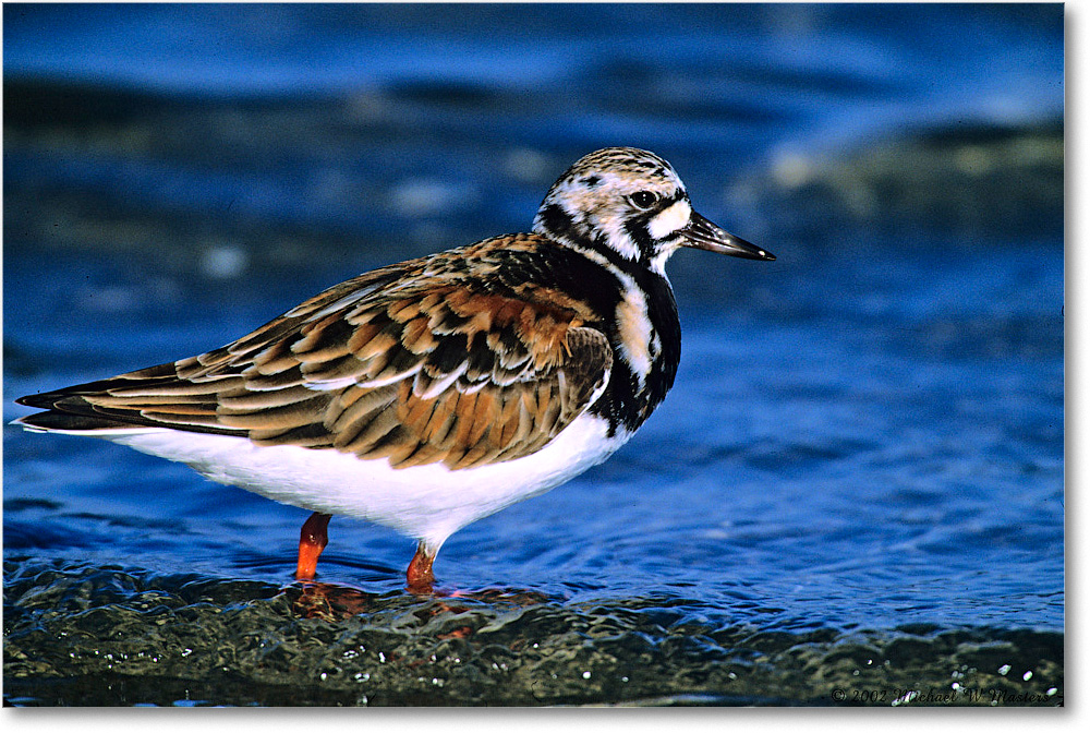 RuddyTurnstone_Assateague_2002June_F17 copy