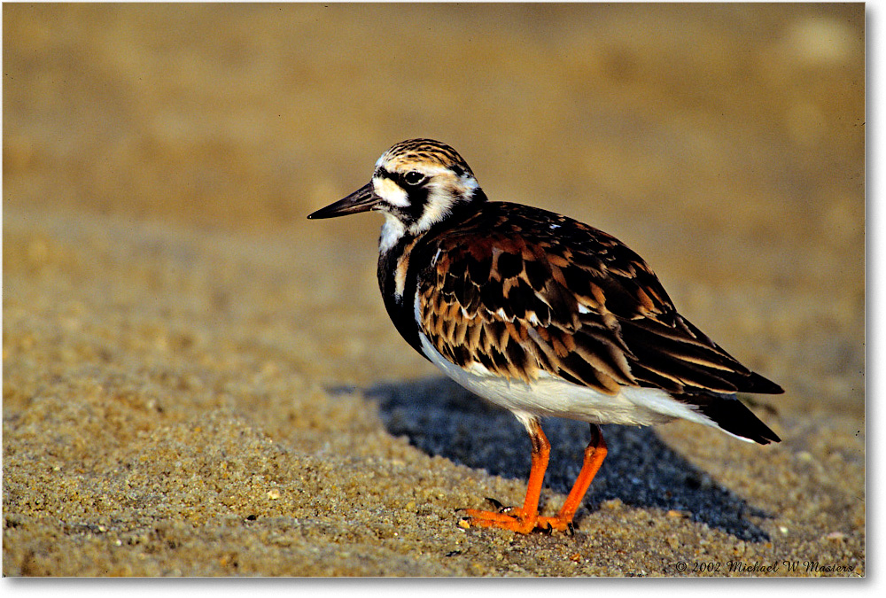 RuddyTurnstone_Assateague_2002June_F19 copy