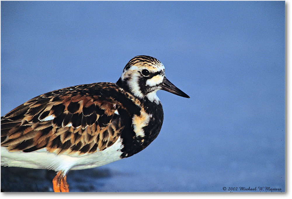 RuddyTurnstone_Assateague_2002June_F24 copy