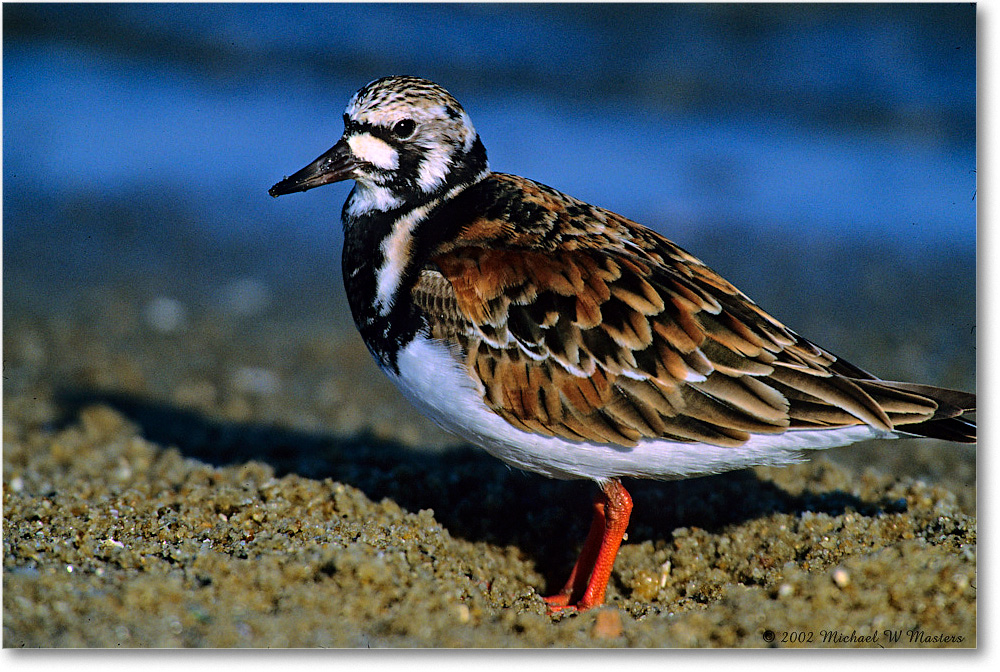 RuddyTurnstone_Assateague_2002June_F26 copy