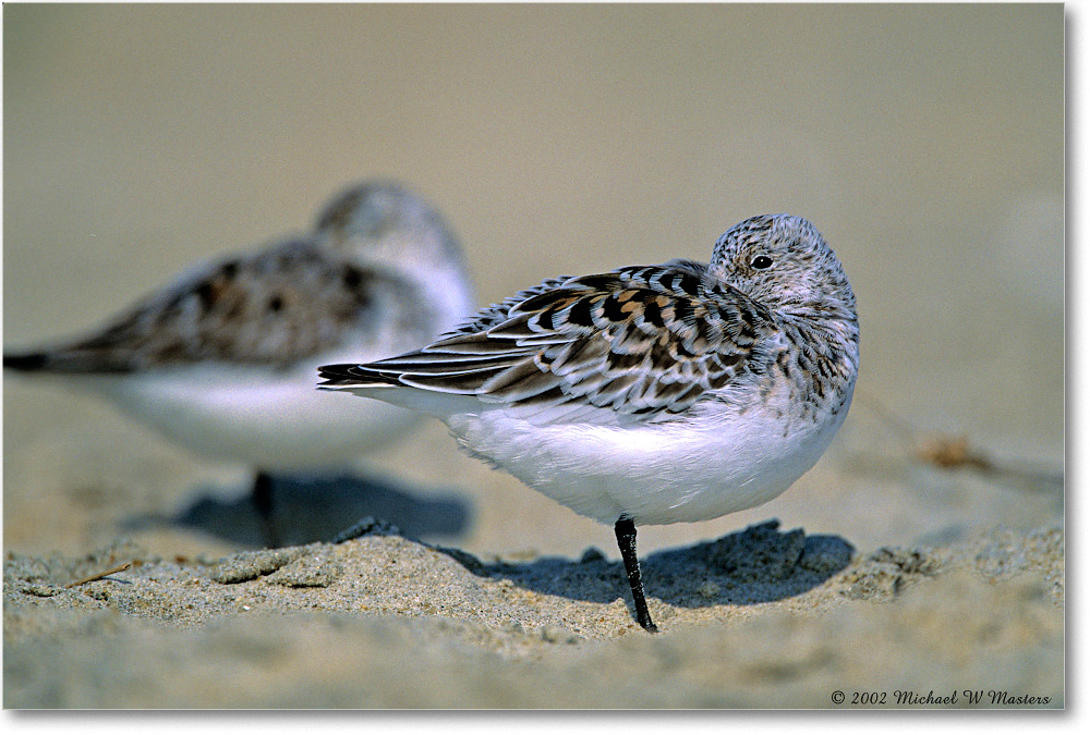 Sanderling Pair 001-26H-V1 0206 3-700 AE-56-p.67 copy