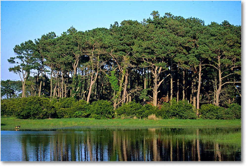 ShovlerPool_ChincoNWR_2002Jun_F10 copy