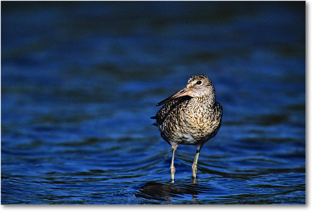 Willet_Assateague-LTC_2002Jun_F06 copy