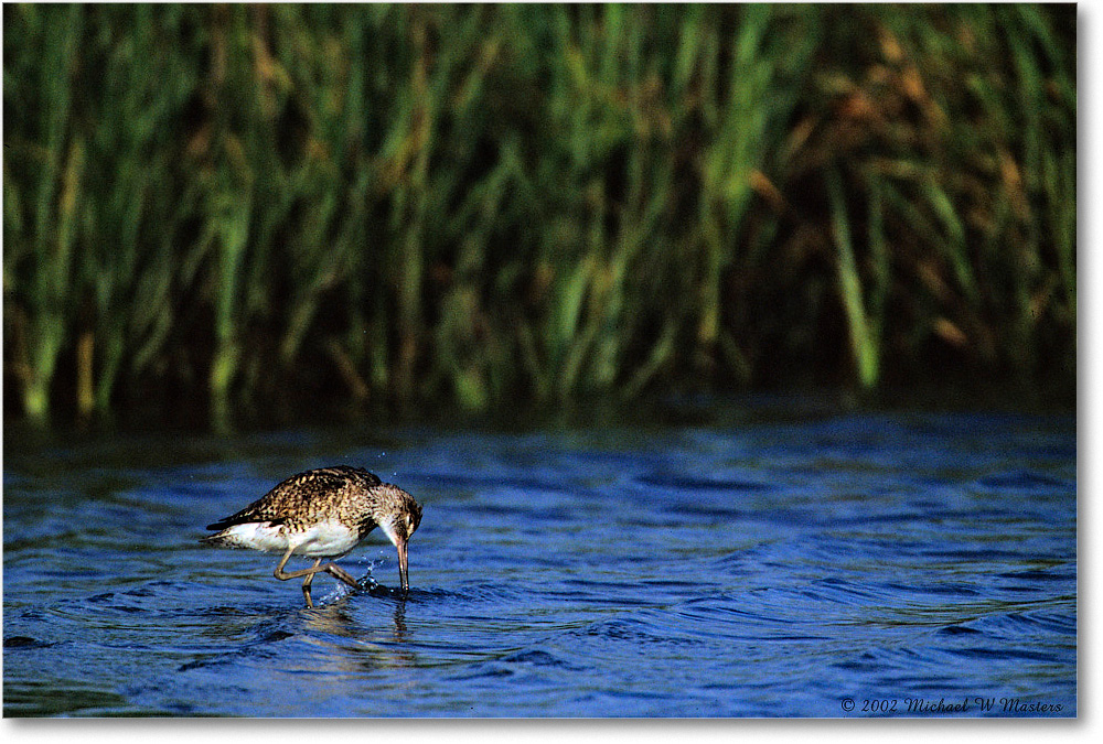 Willet_Assateague-LTC_2002Jun_F11 copy