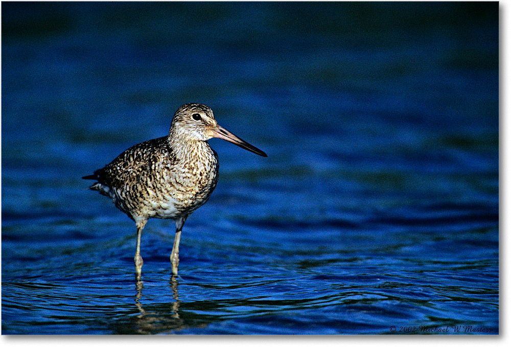 Willet_Assateague-LTC_2002Jun_F13 copy