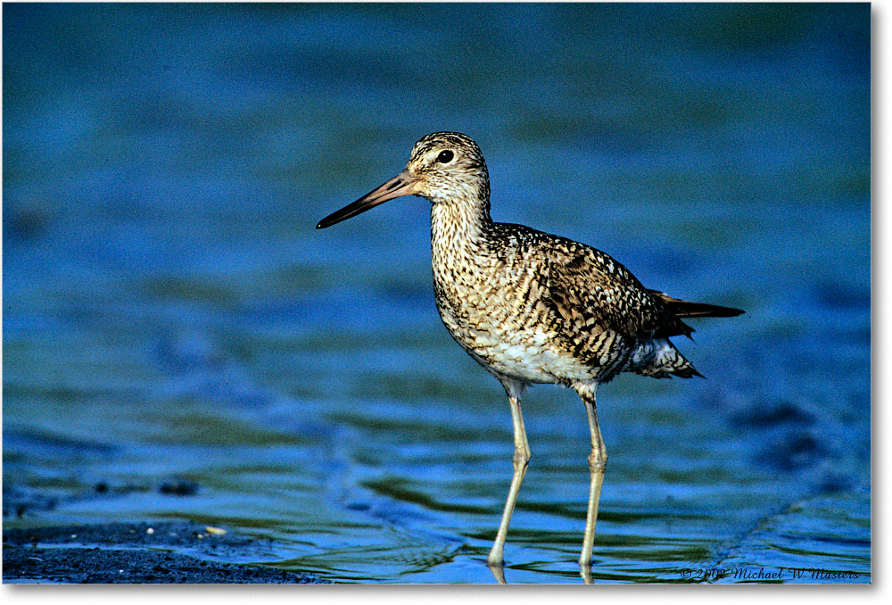 Willet_Assateague-LTC_2002Jun_F17 copy