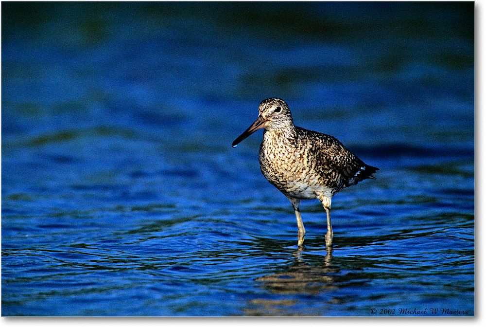 Willet_Assateague-LTC_2002Jun_F20 copy