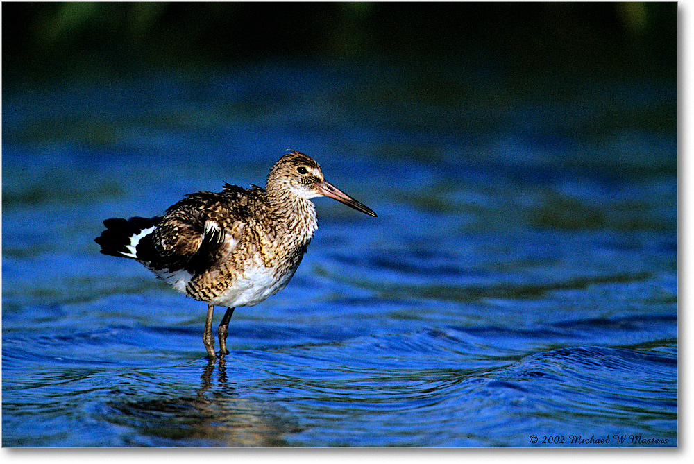 Willet_Assateague-LTC_2002Jun_F28 copy