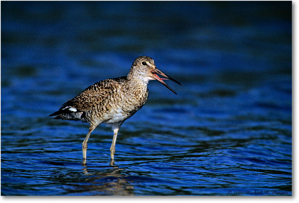 Willet_Assateague-LTC_2002Jun_F33 copy