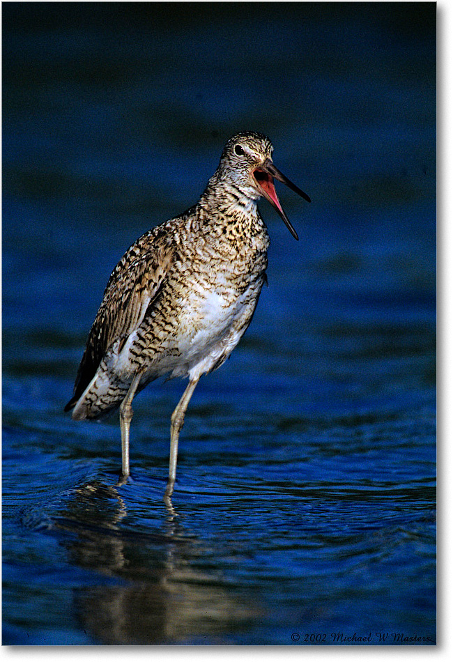 Willet_Assateague-LTC_2002Jun_F34 copy