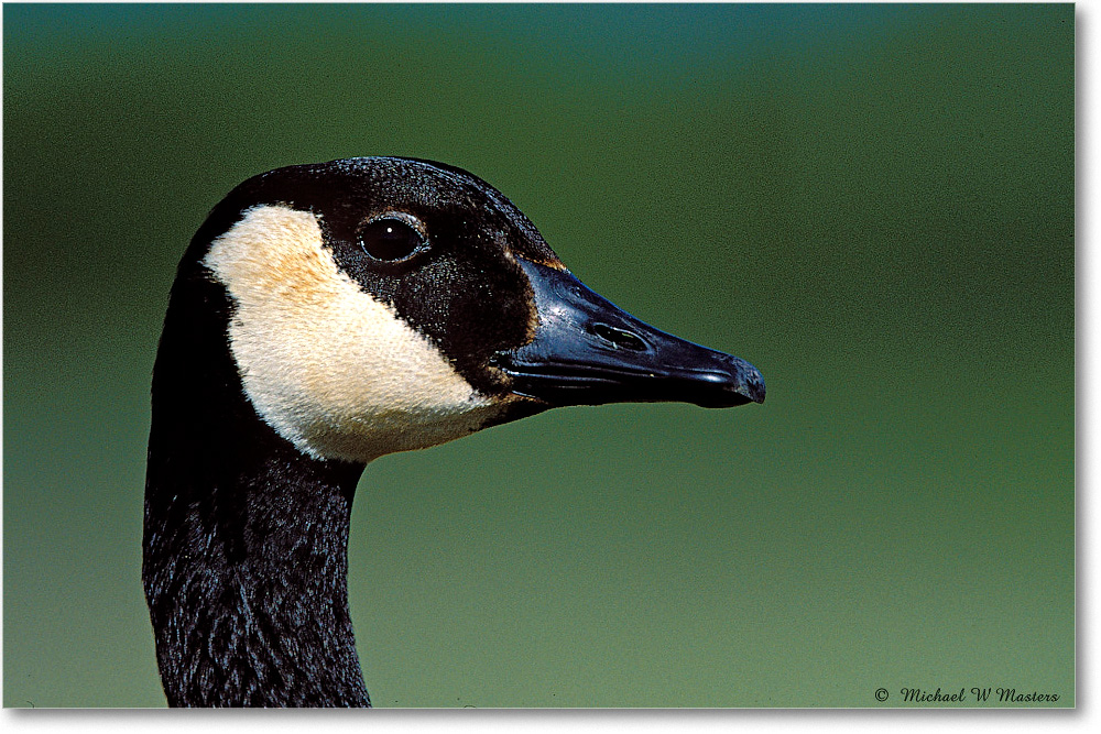 Canada Goose Head  002-03H 0205 3-700-V1 MI-5.6-800 copy
